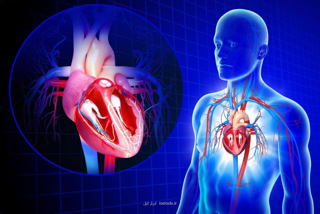 کشف راهی برای کمک به خودترمیمی قلب